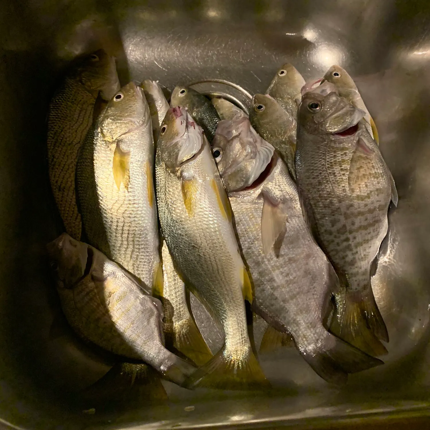 recently logged catches