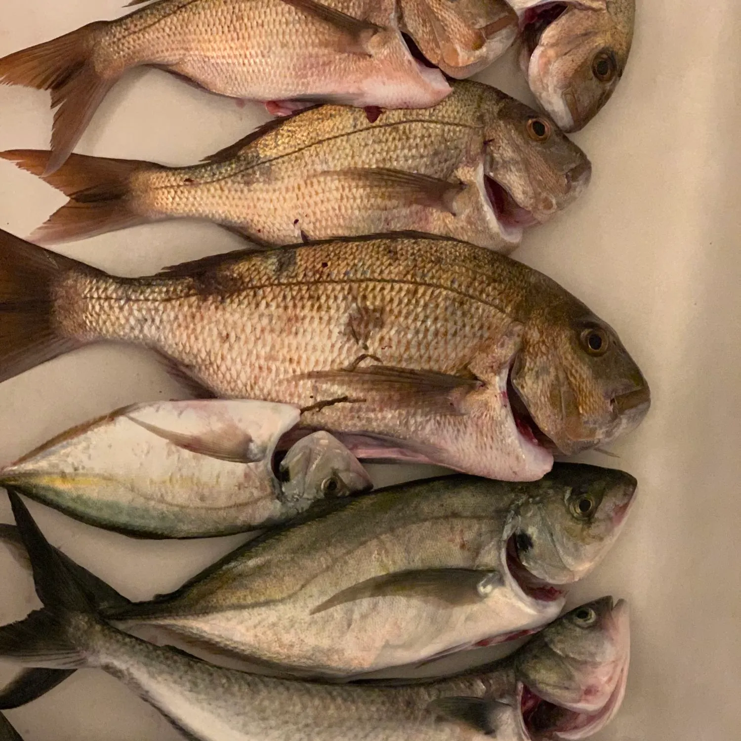 recently logged catches