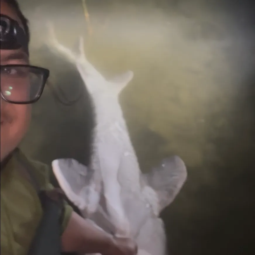 White sturgeon caught on Fishbrain