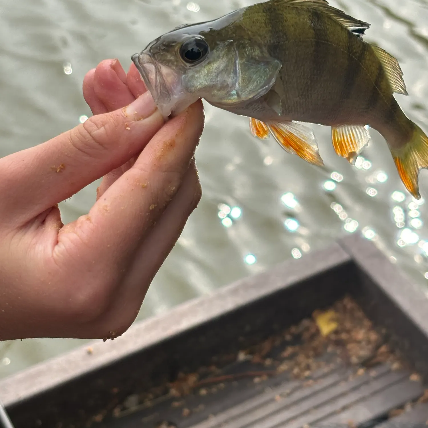 European perch caught on Fishbrain