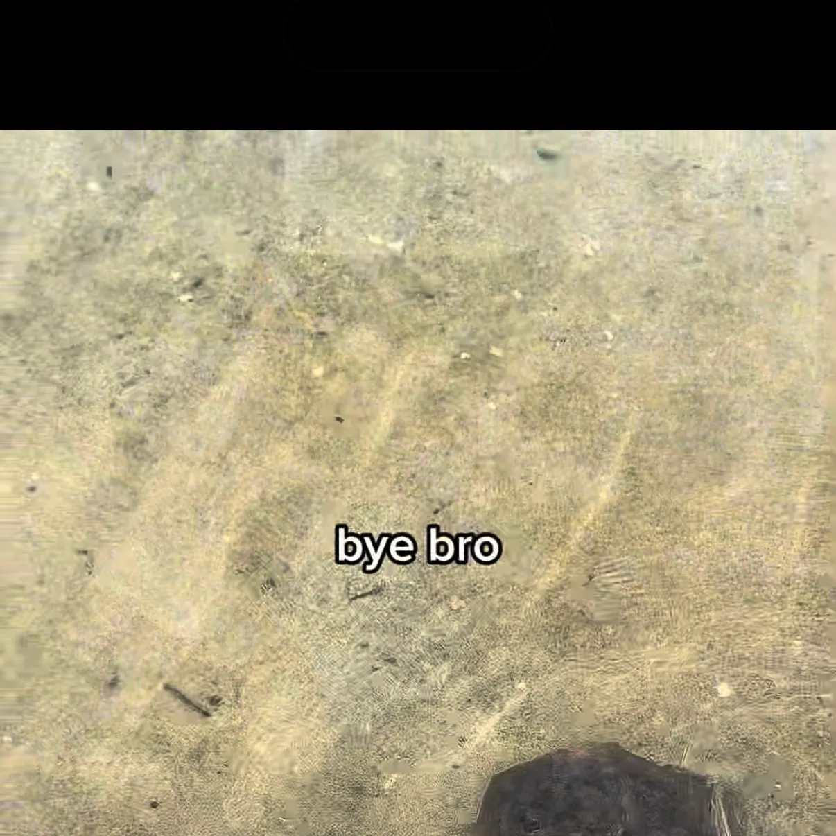 Pelagic stingray caught on Fishbrain