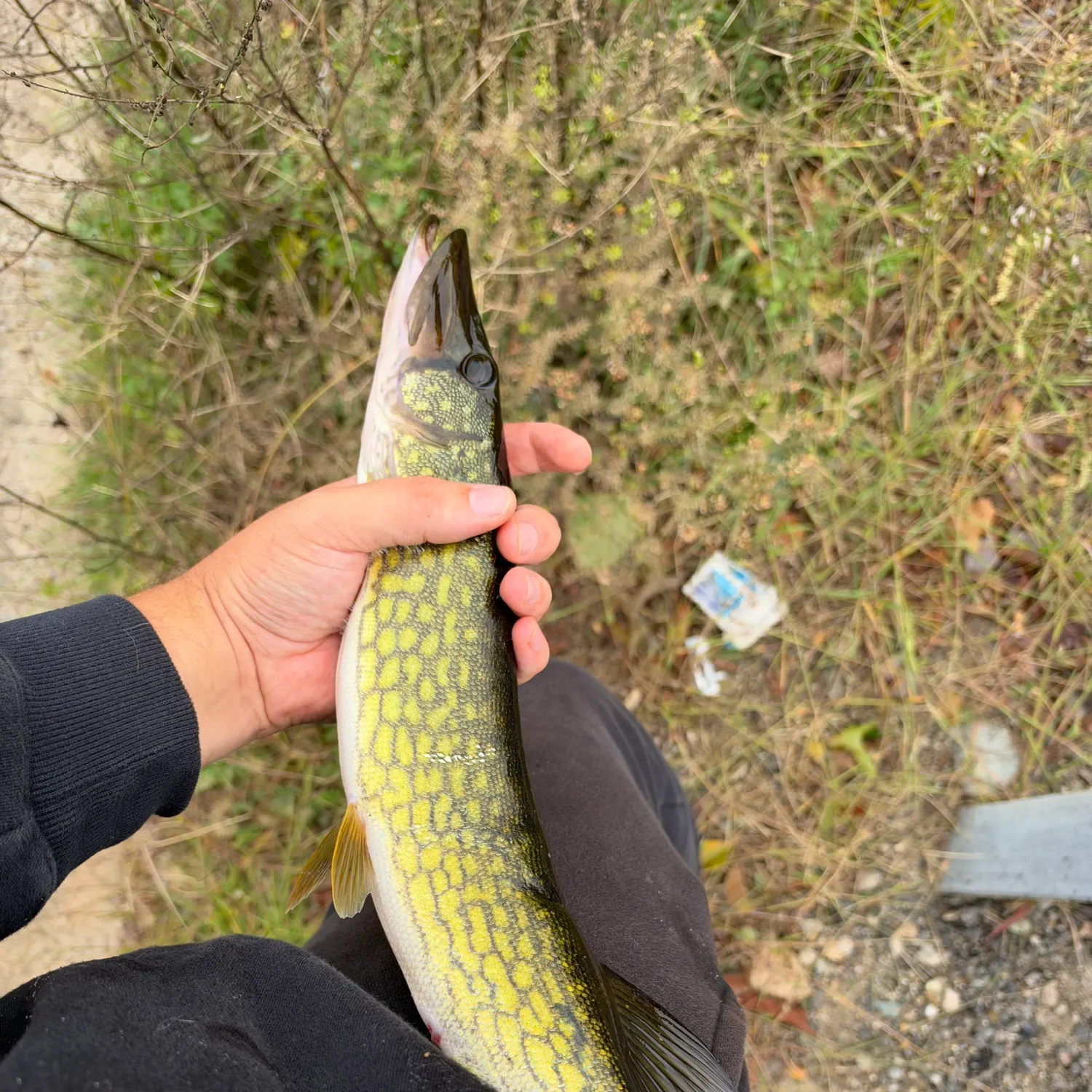 Chain pickerel caught on Fishbrain