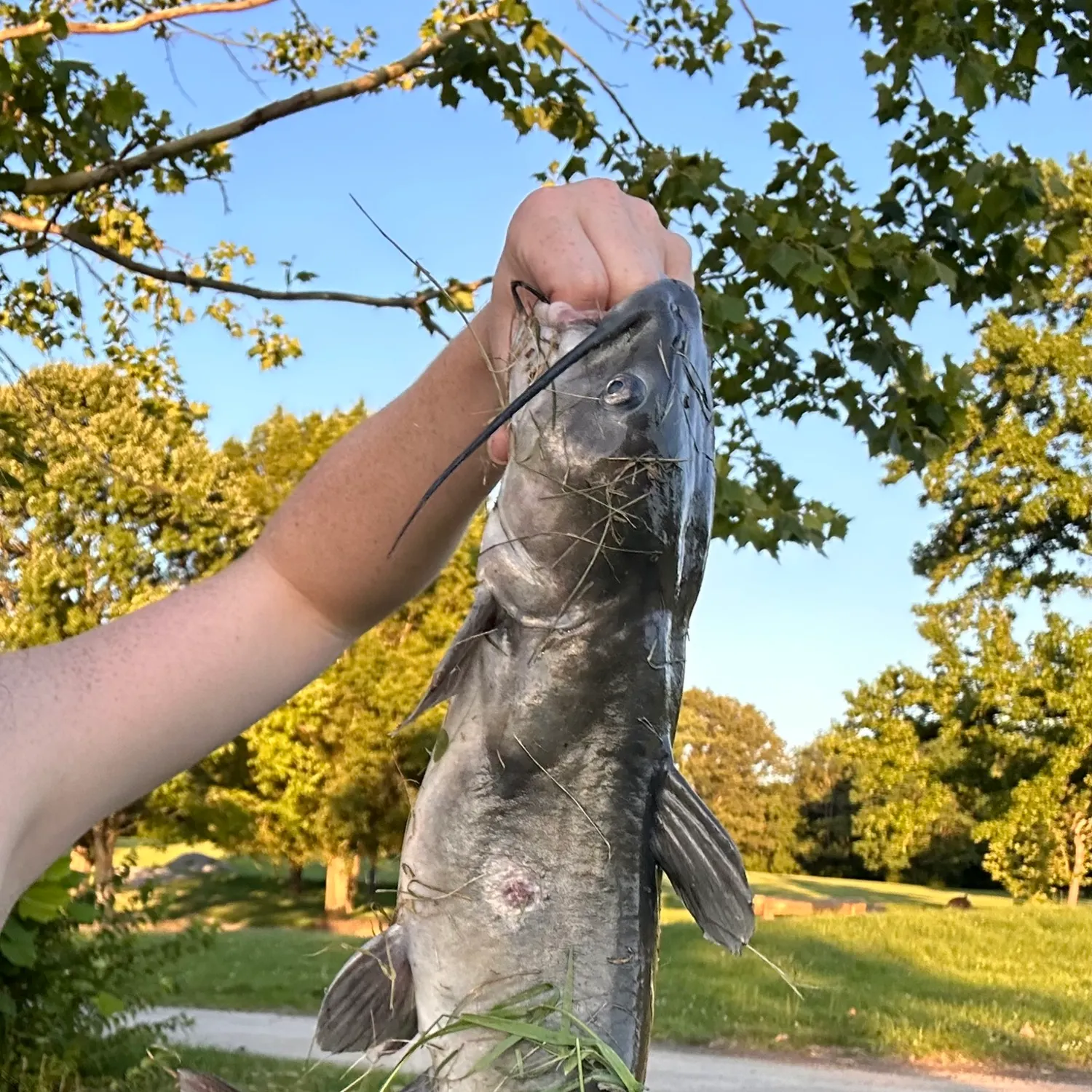 catch