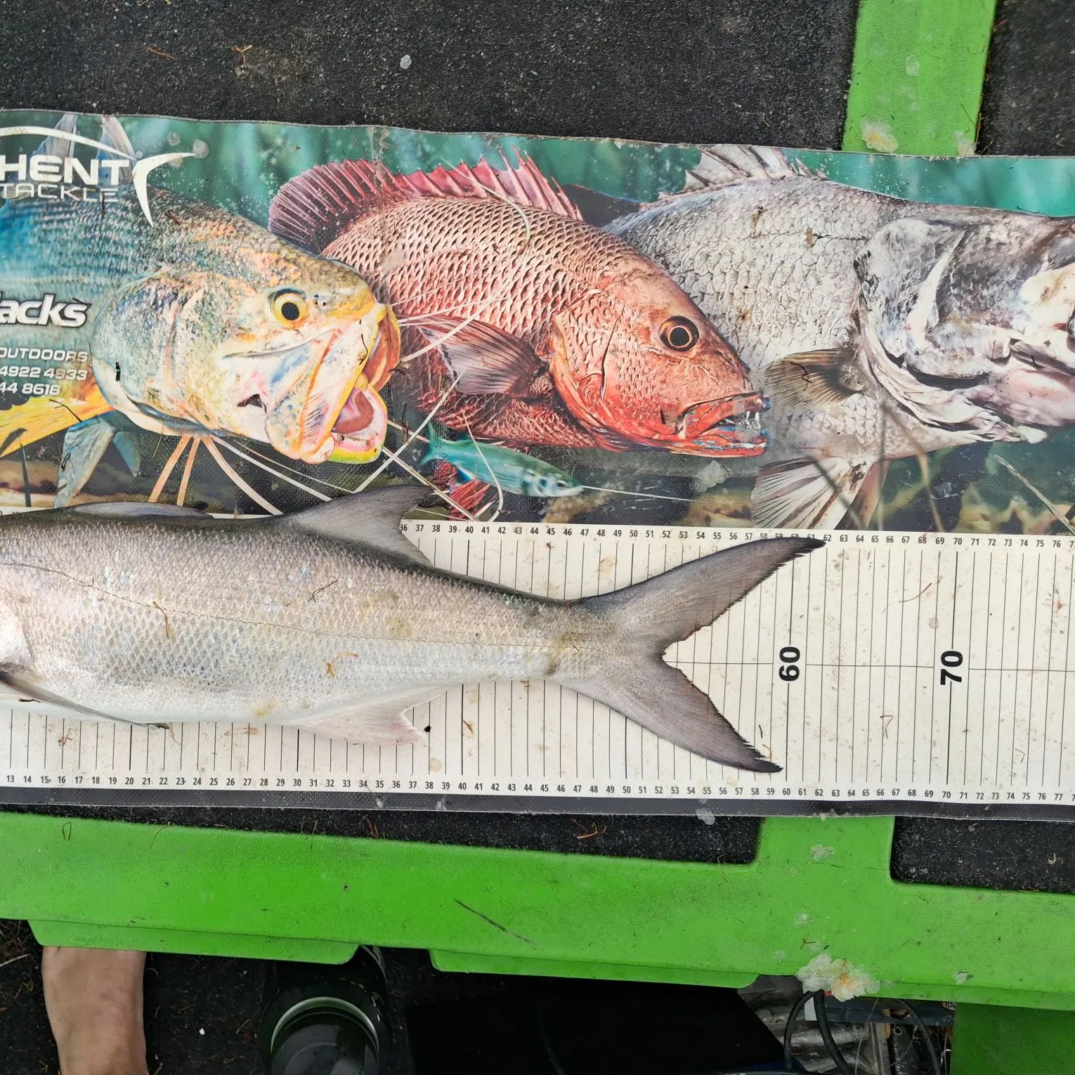 The most recent Fourfinger threadfin catches on Fishbrain