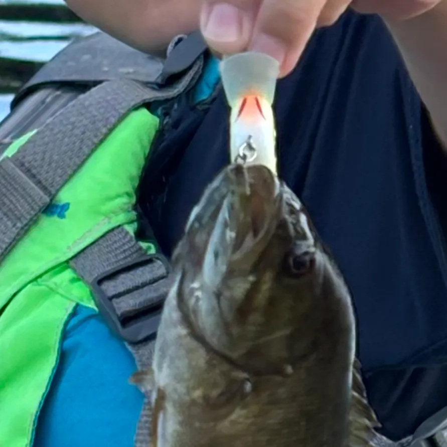 Walleye caught on Fishbrain