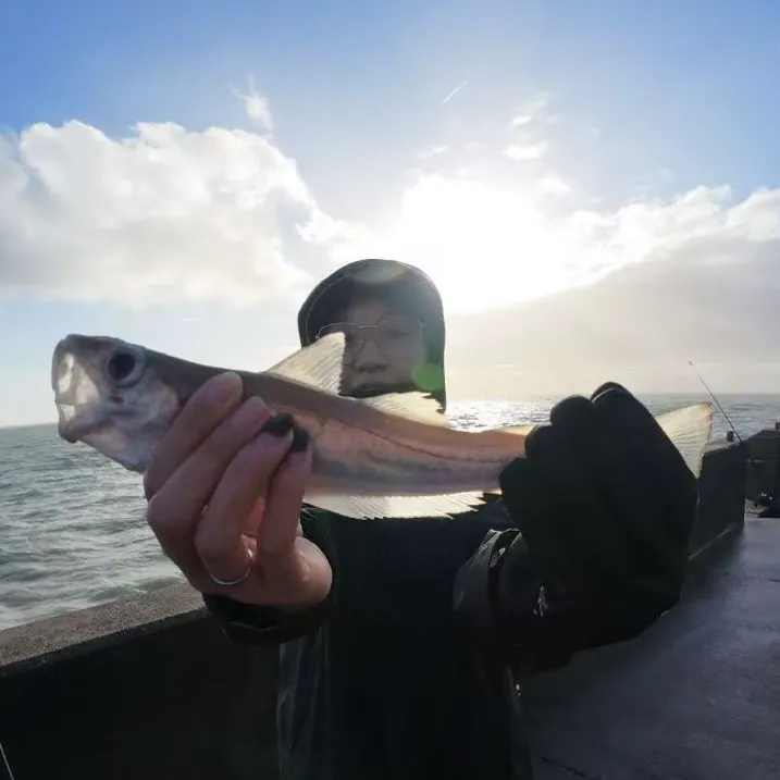 The most recent Whiting catches on Fishbrain