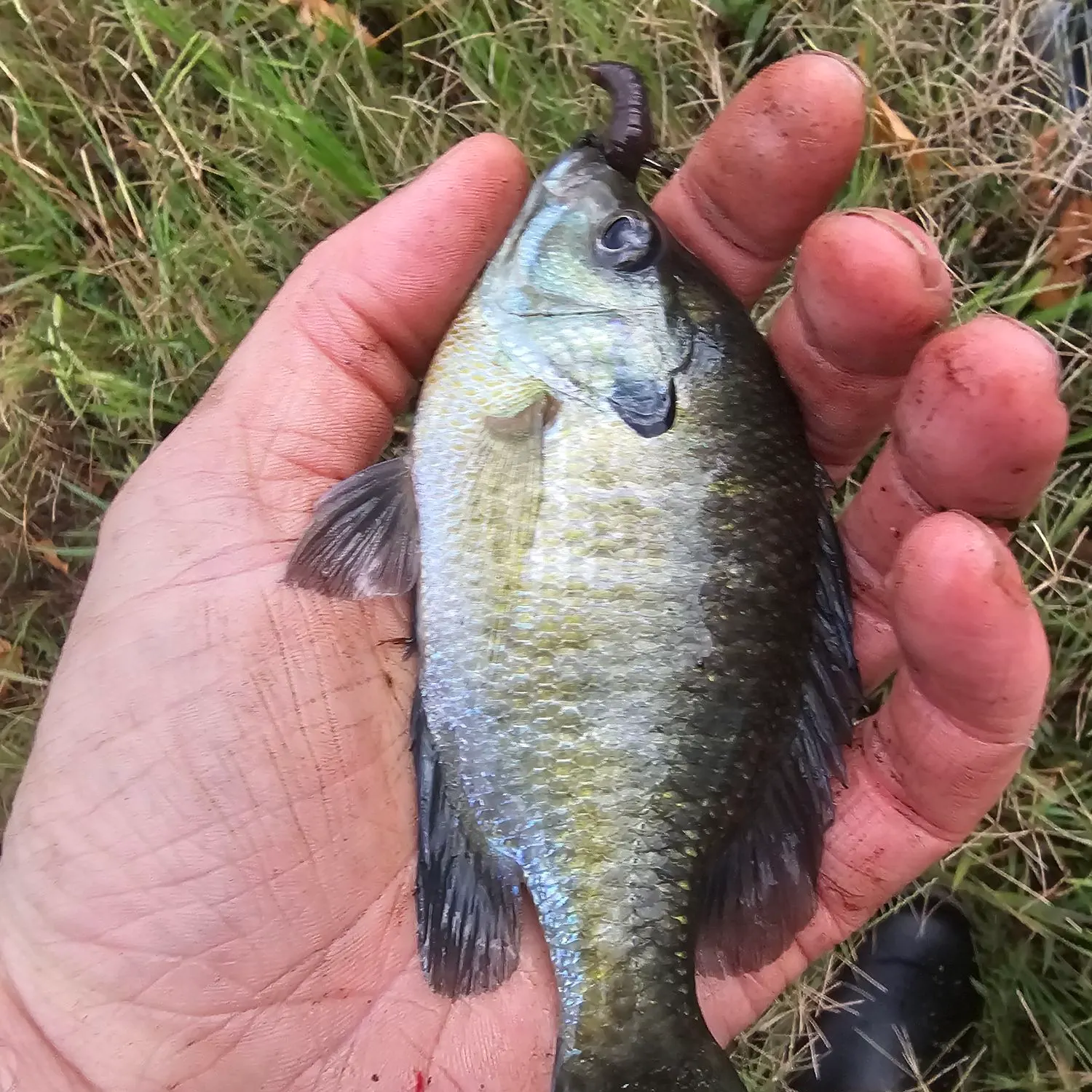 Bluegill caught on Fishbrain