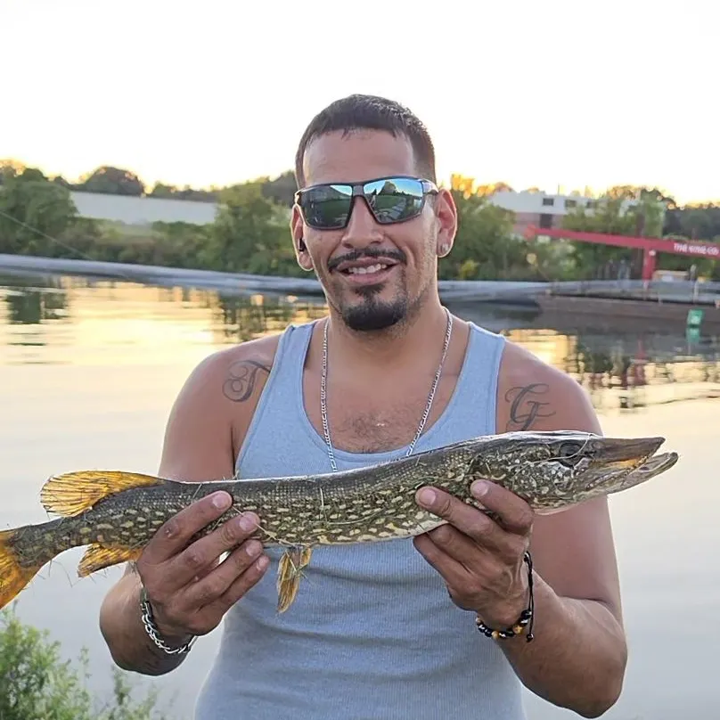 Northern pike caught on Fishbrain
