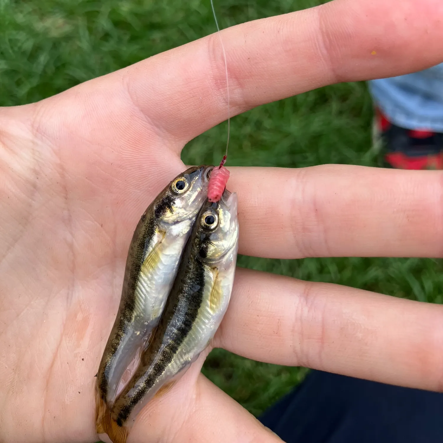 Eurasian minnow caught on Fishbrain