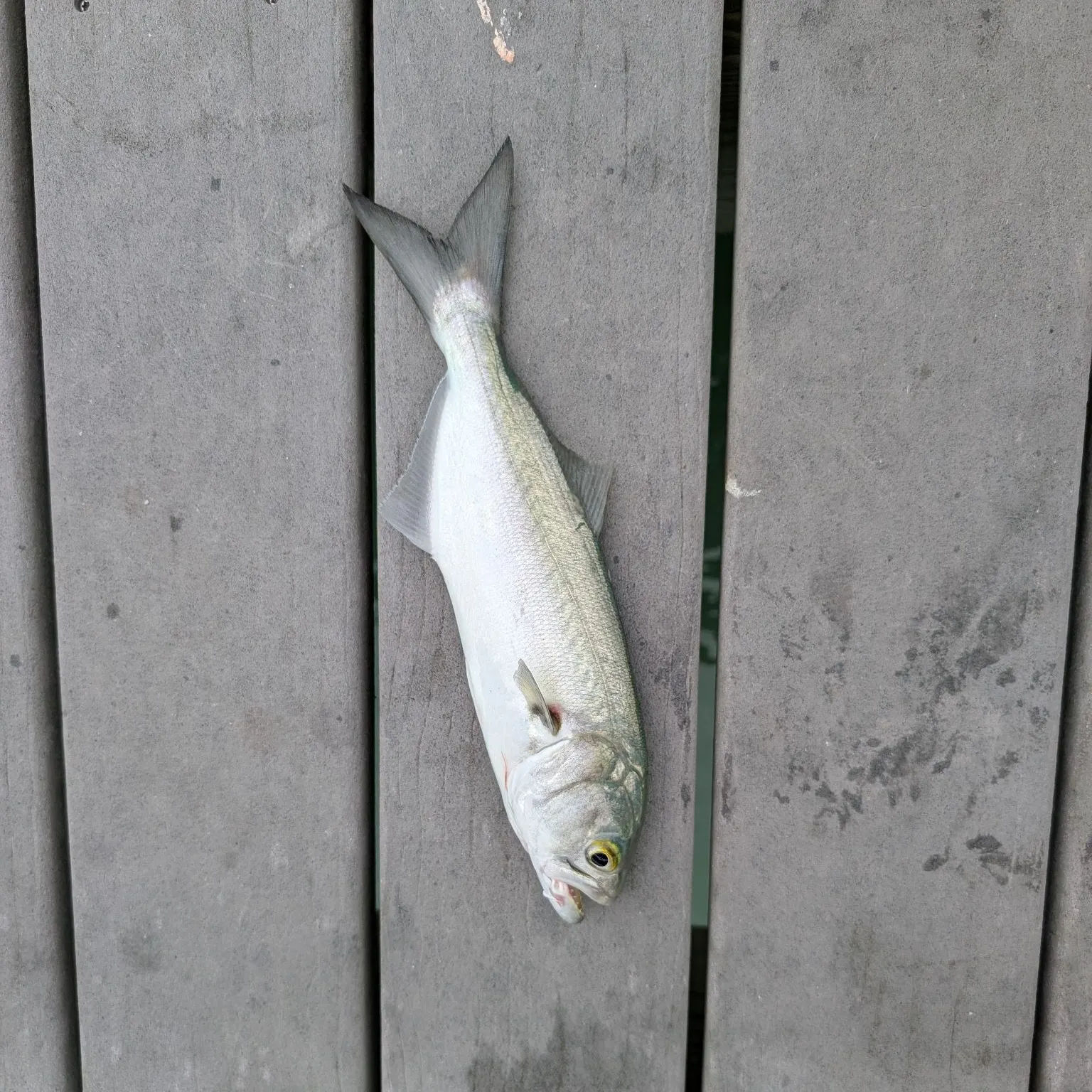 The most recent Bluefish catches on Fishbrain