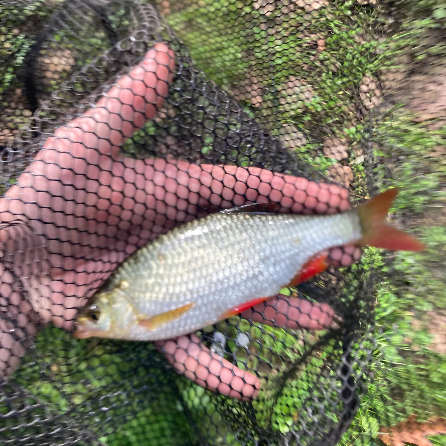Common rudd caught on Fishbrain