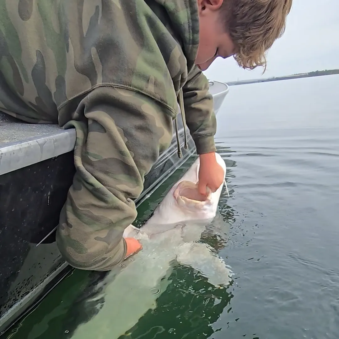 White sturgeon caught on Fishbrain