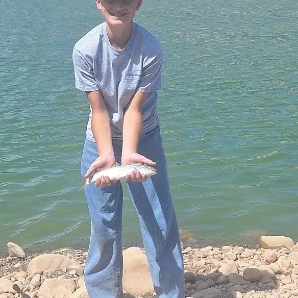 Cutthroat trout caught on Fishbrain