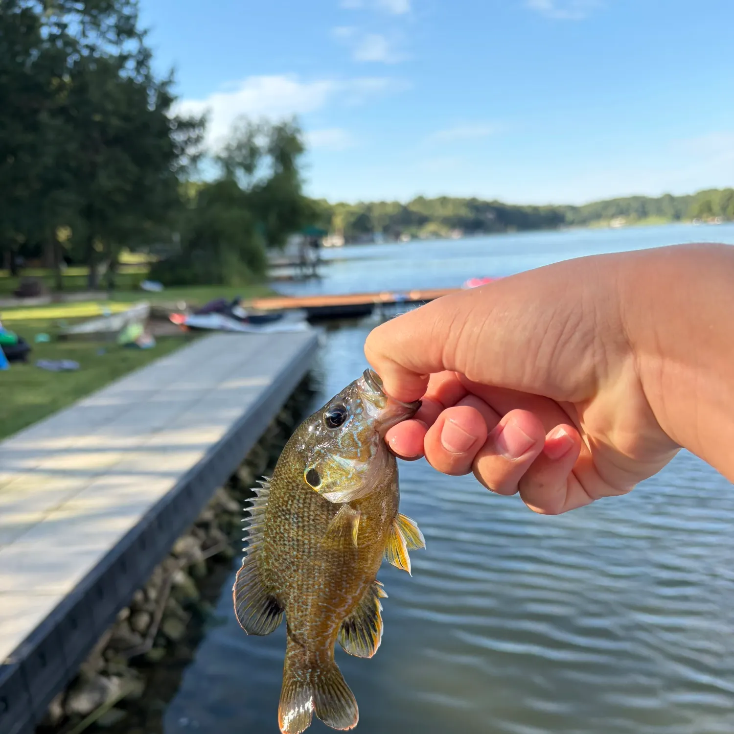 Green sunfish caught on Fishbrain