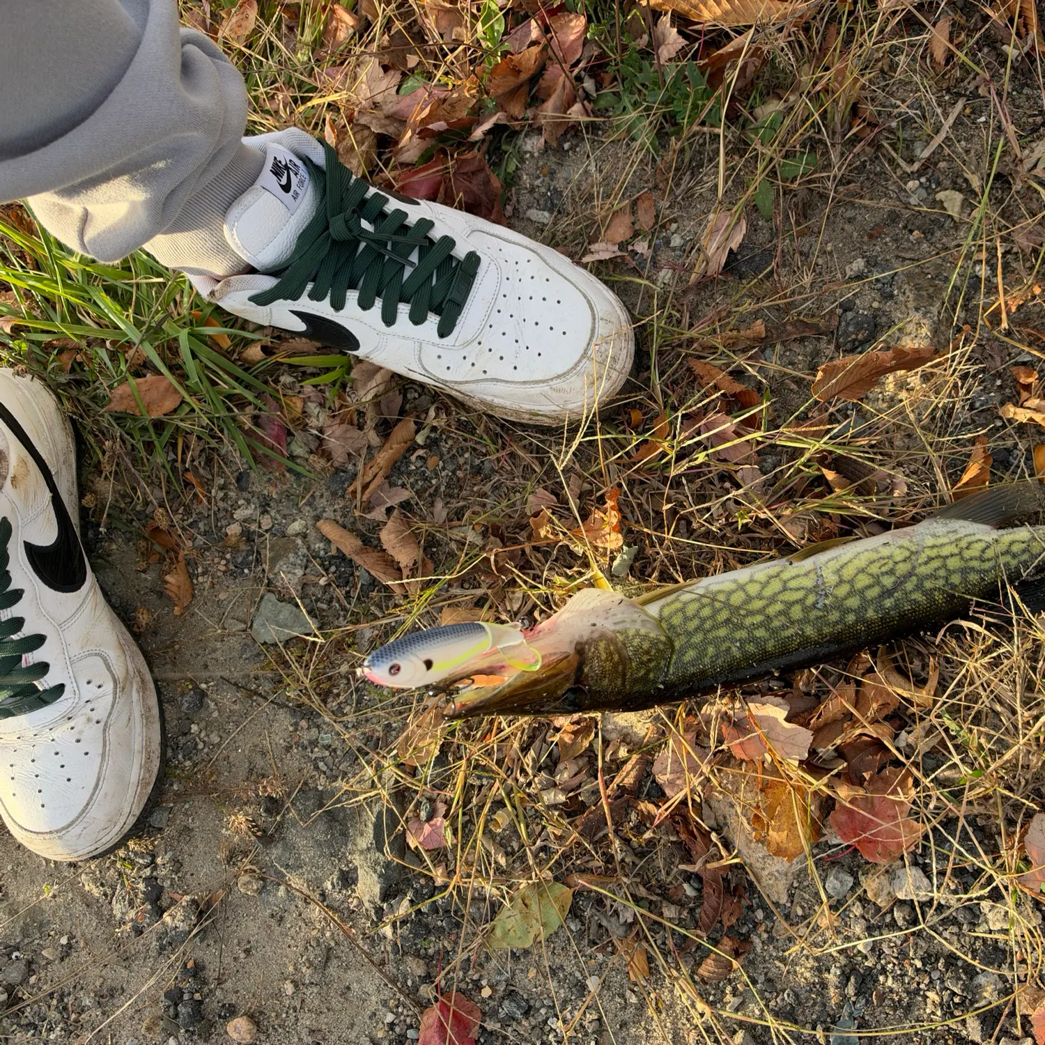 Chain pickerel caught on Fishbrain