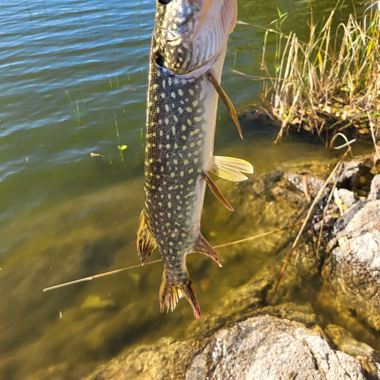 Northern pike caught on Fishbrain