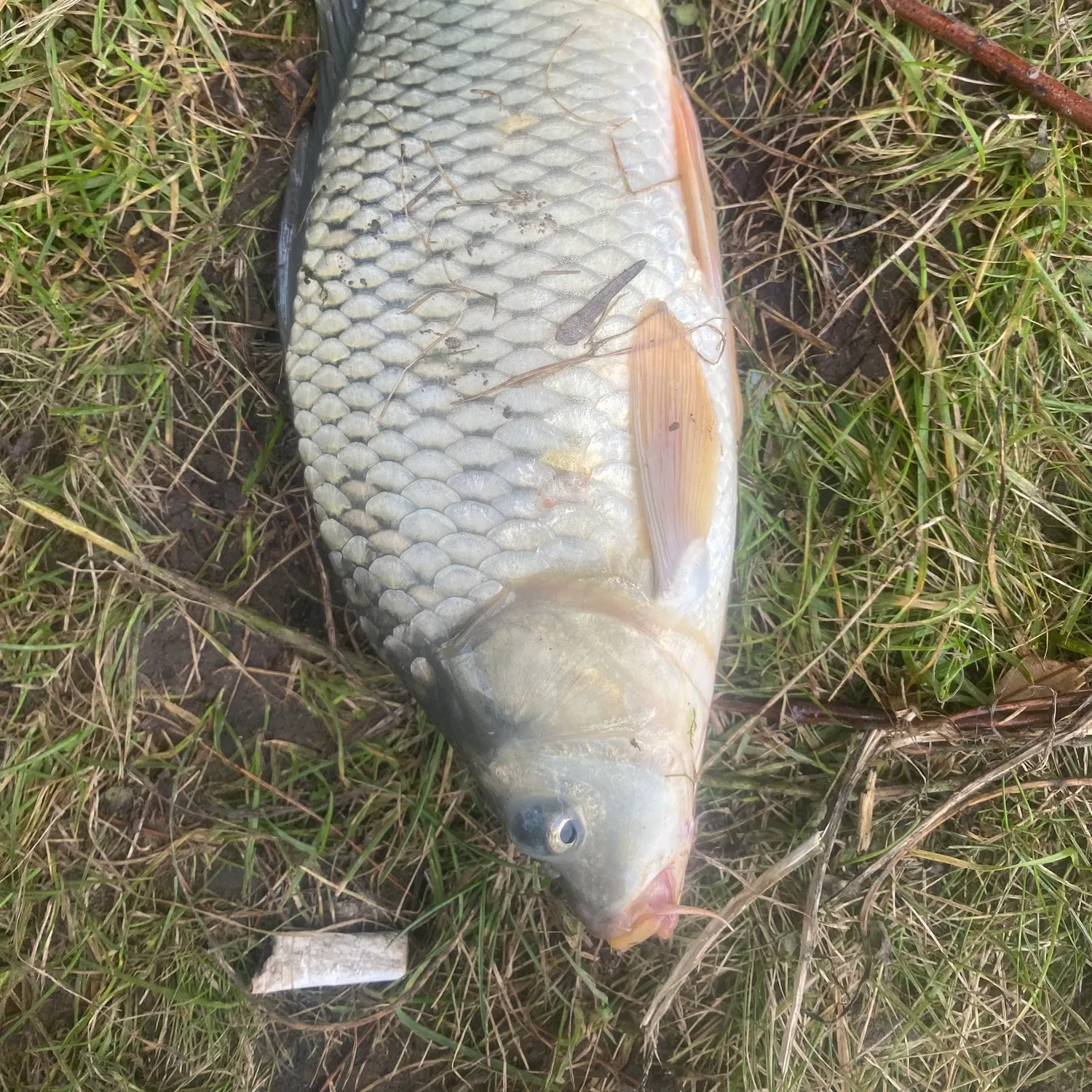 The most recent Silver redhorse catches on Fishbrain
