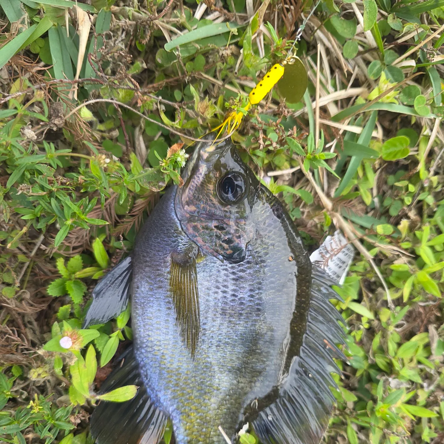 The most recent Coppernose bluegill catches on Fishbrain