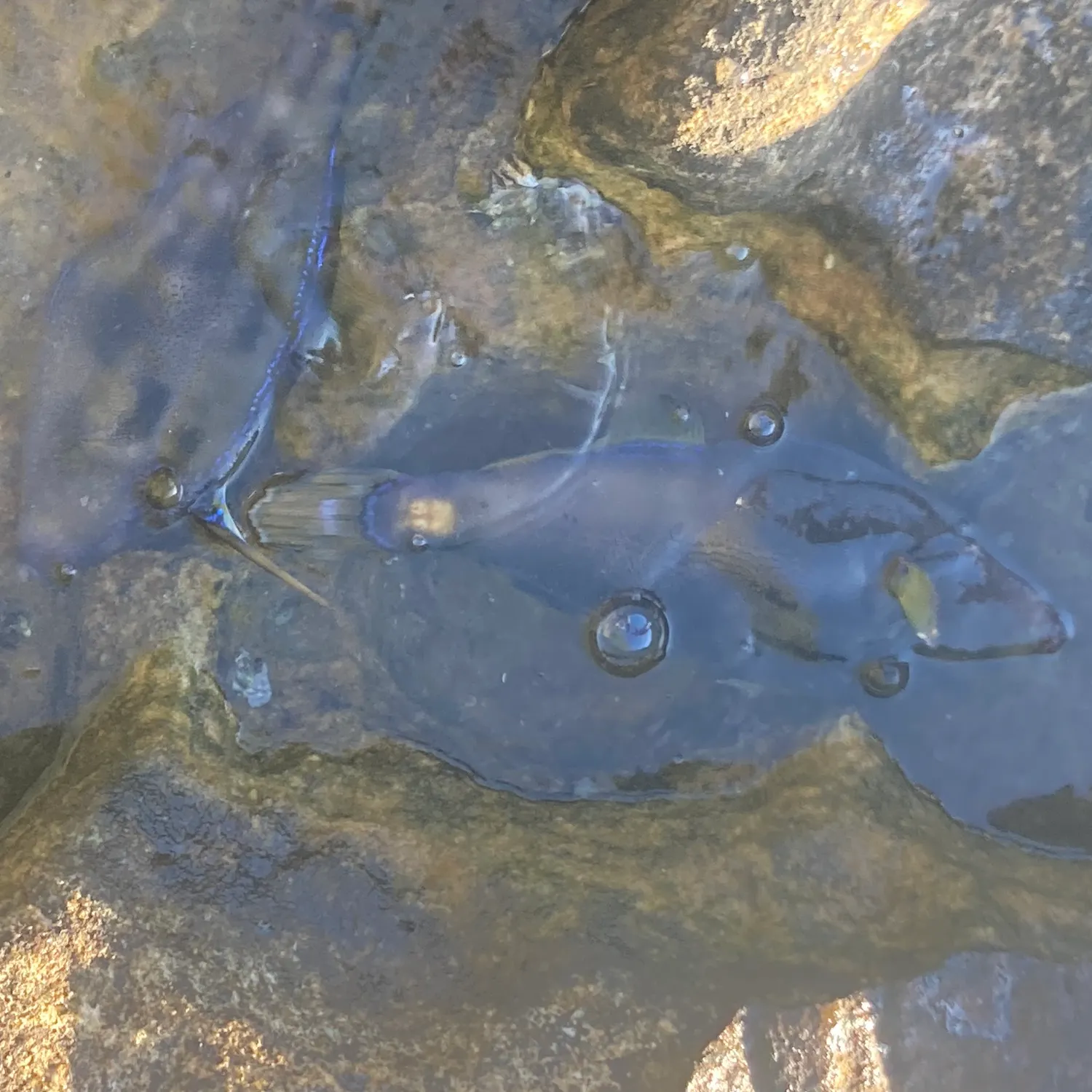The most recent Black reef leatherjacket catches on Fishbrain