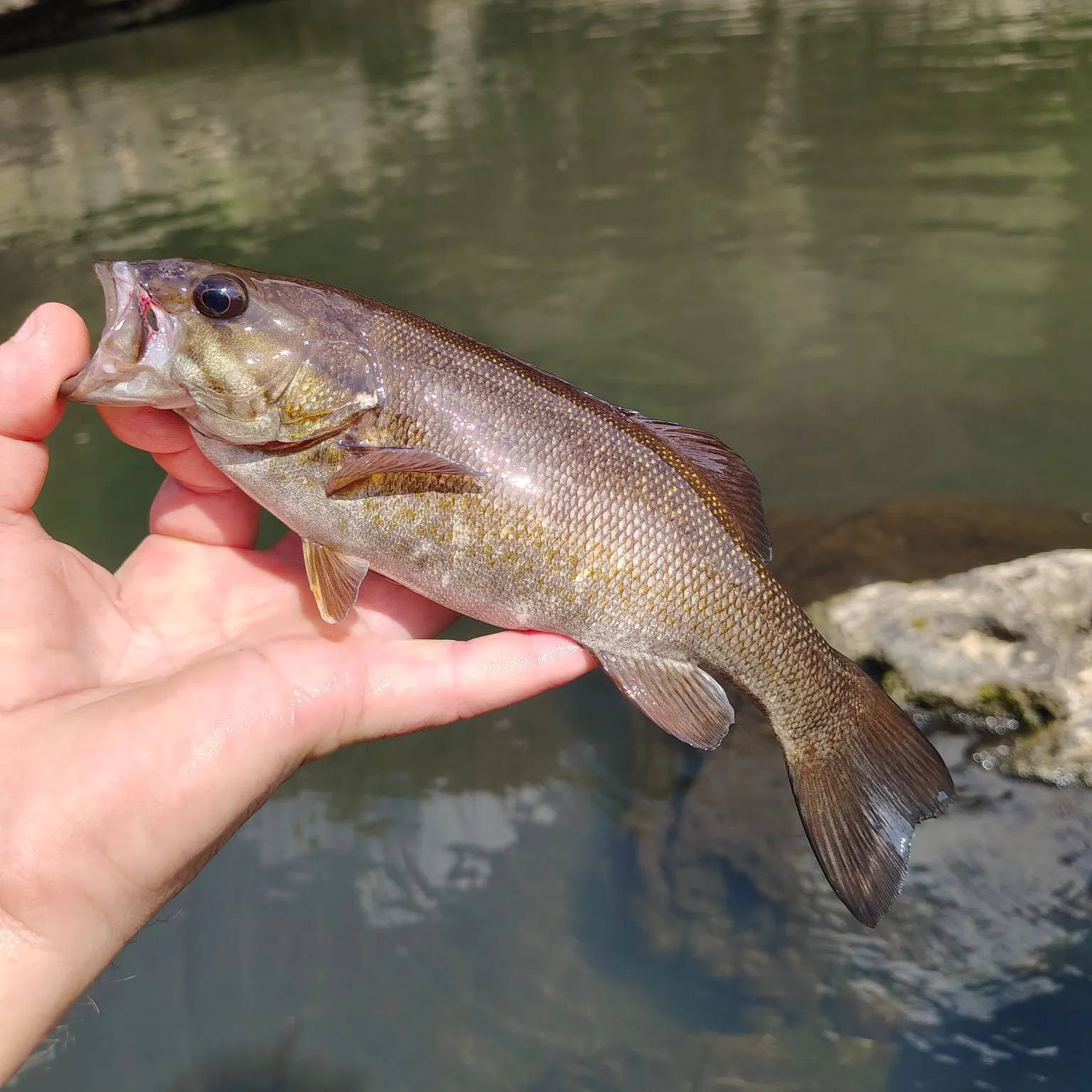Smallmouth bass caught on Fishbrain
