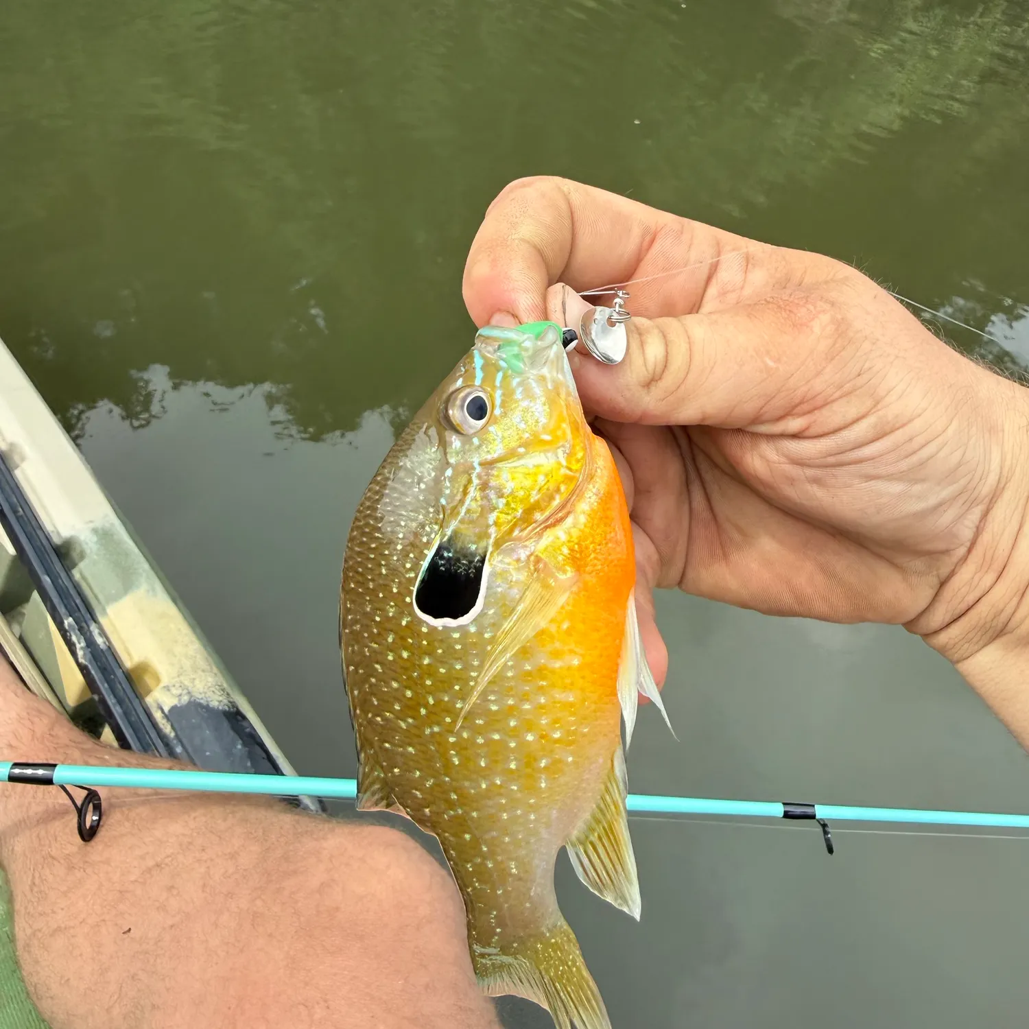 Longear sunfish caught on Fishbrain