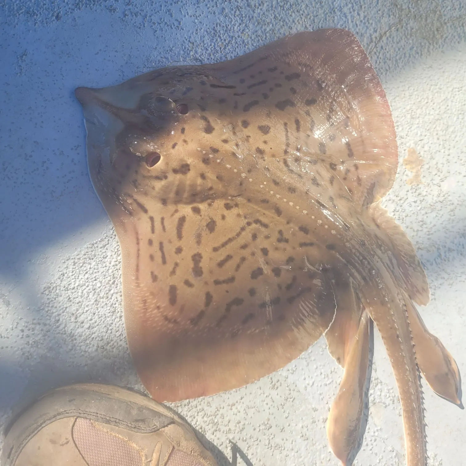 Clearnose skate caught on Fishbrain