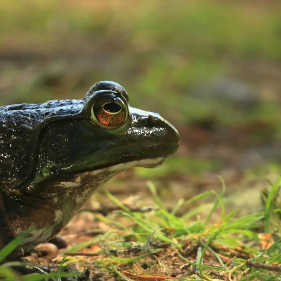 The most recent Largemouth bass catches on Fishbrain