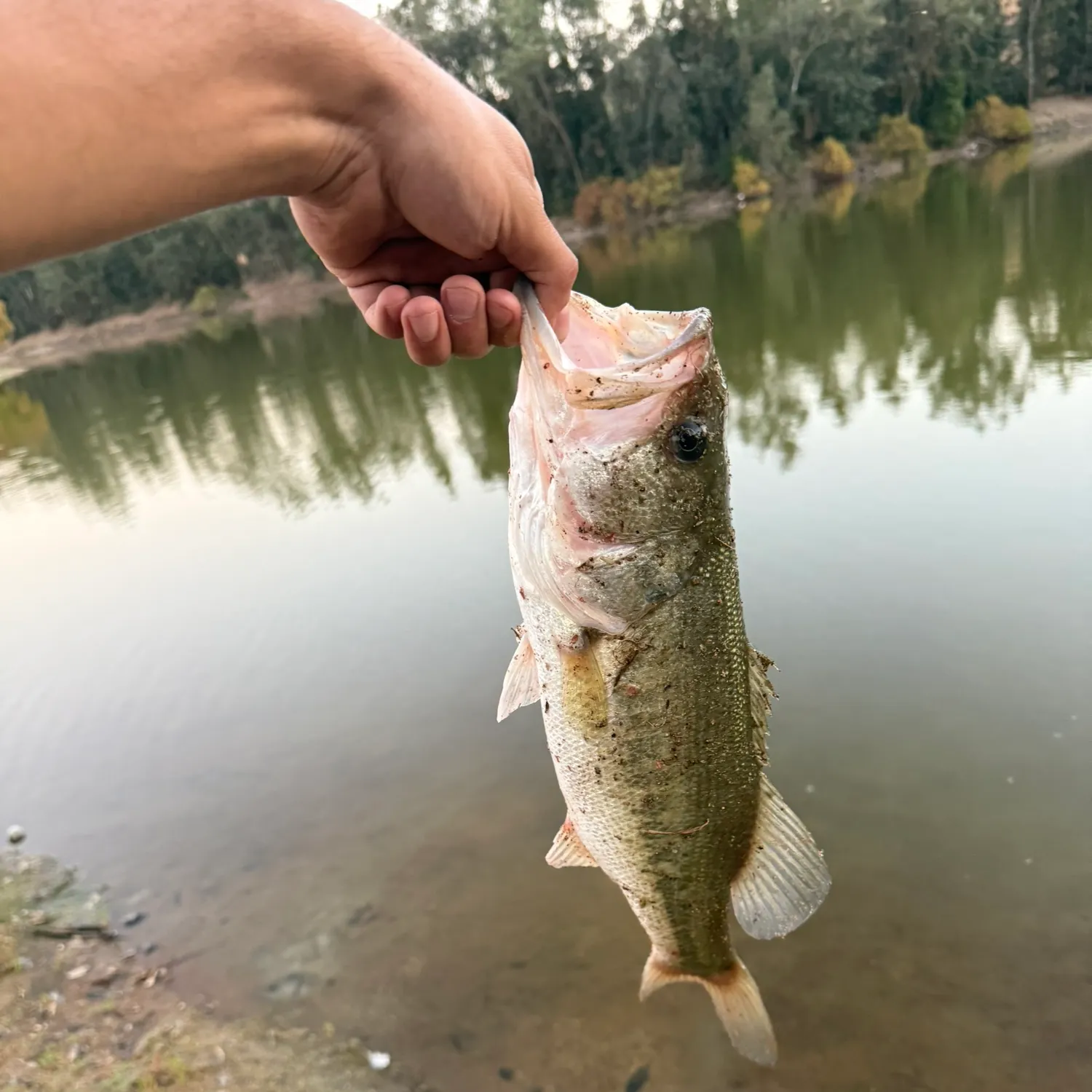 Fish caught on Fishbrain