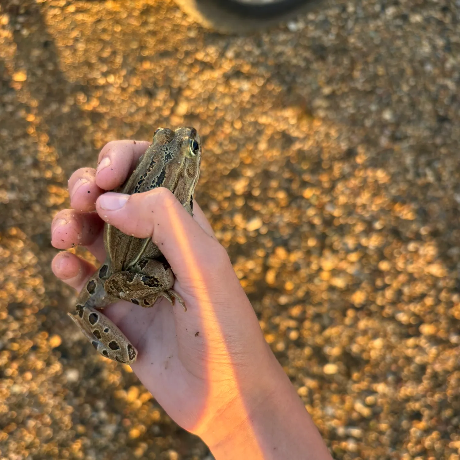Northern leopard frog caught on Fishbrain