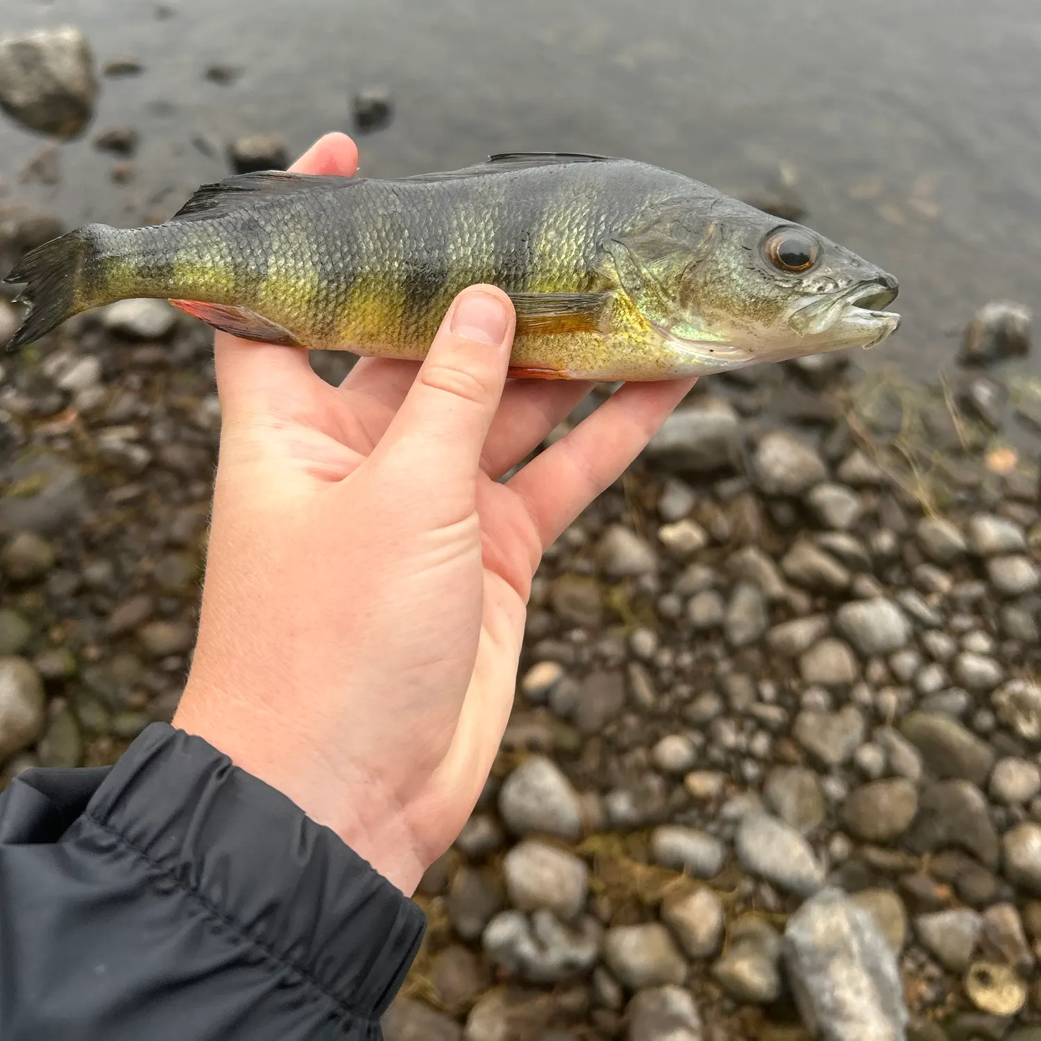 Yellow perch caught on Fishbrain