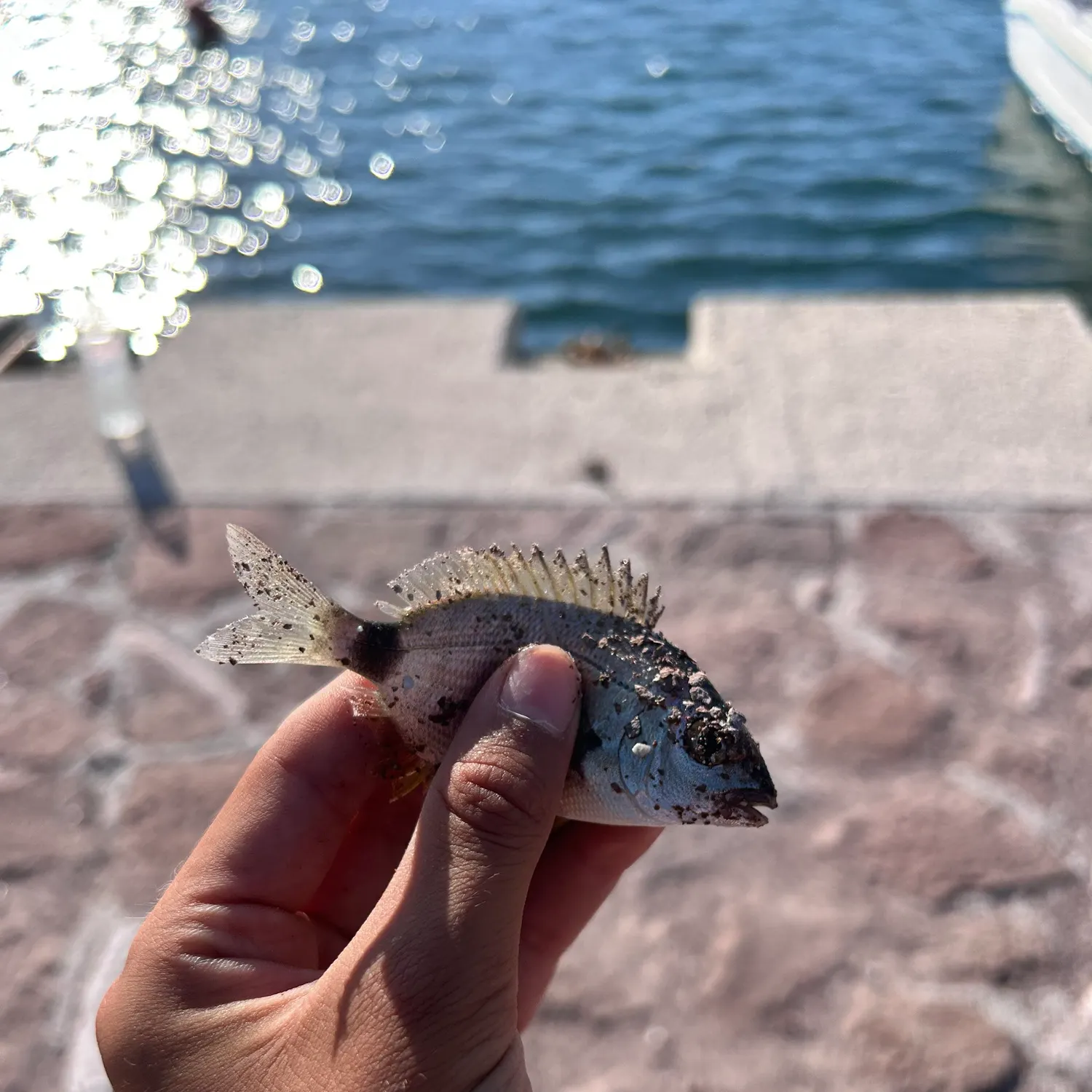 Annular seabream caught on Fishbrain