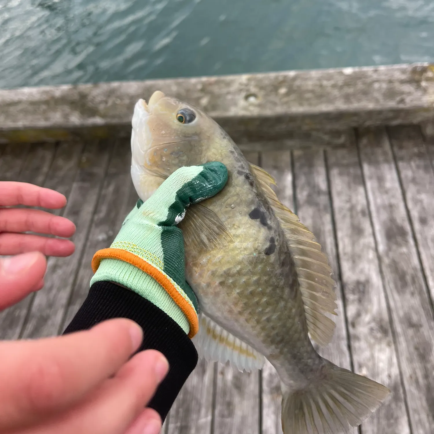 The most recent Spotty wrasse catches on Fishbrain