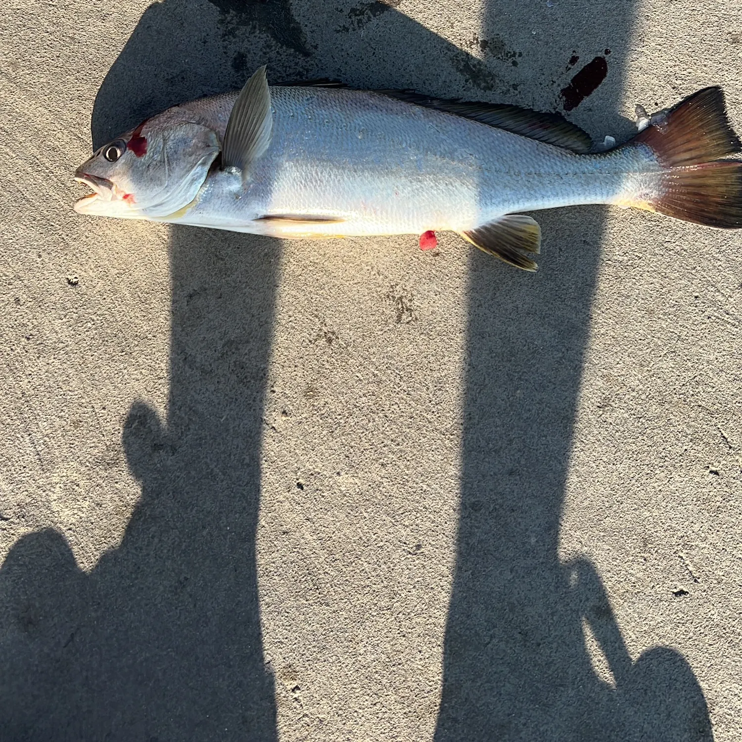 The most recent Meagre catches on Fishbrain