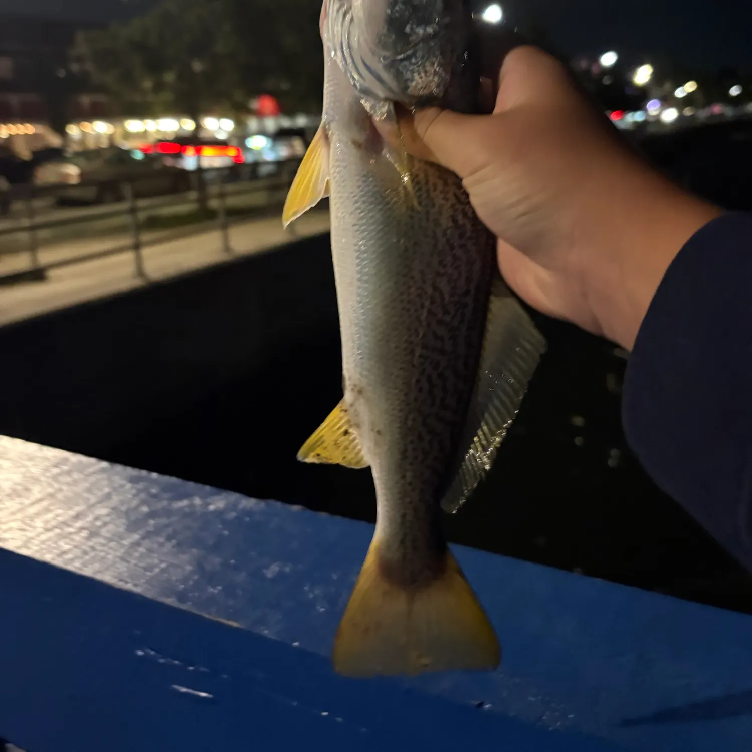 Gray weakfish caught on Fishbrain