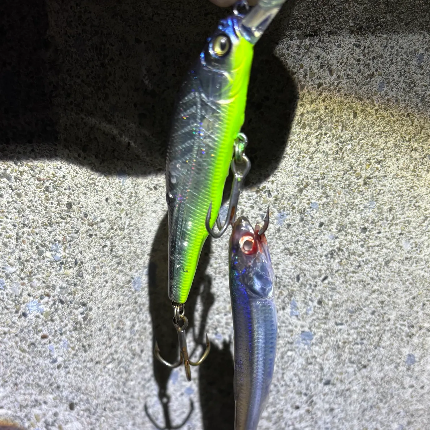 The most recent Northern anchovy catches on Fishbrain