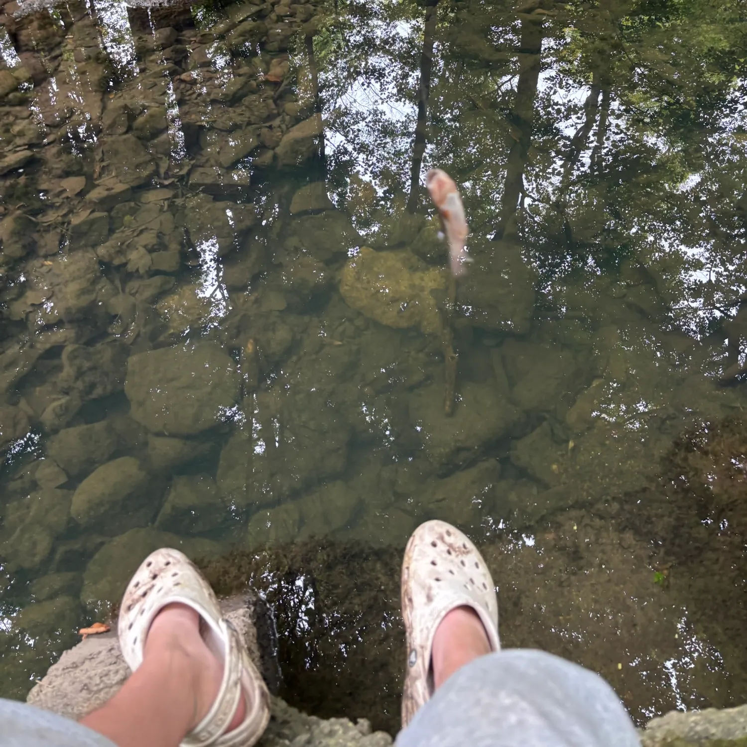 Creek chub caught on Fishbrain