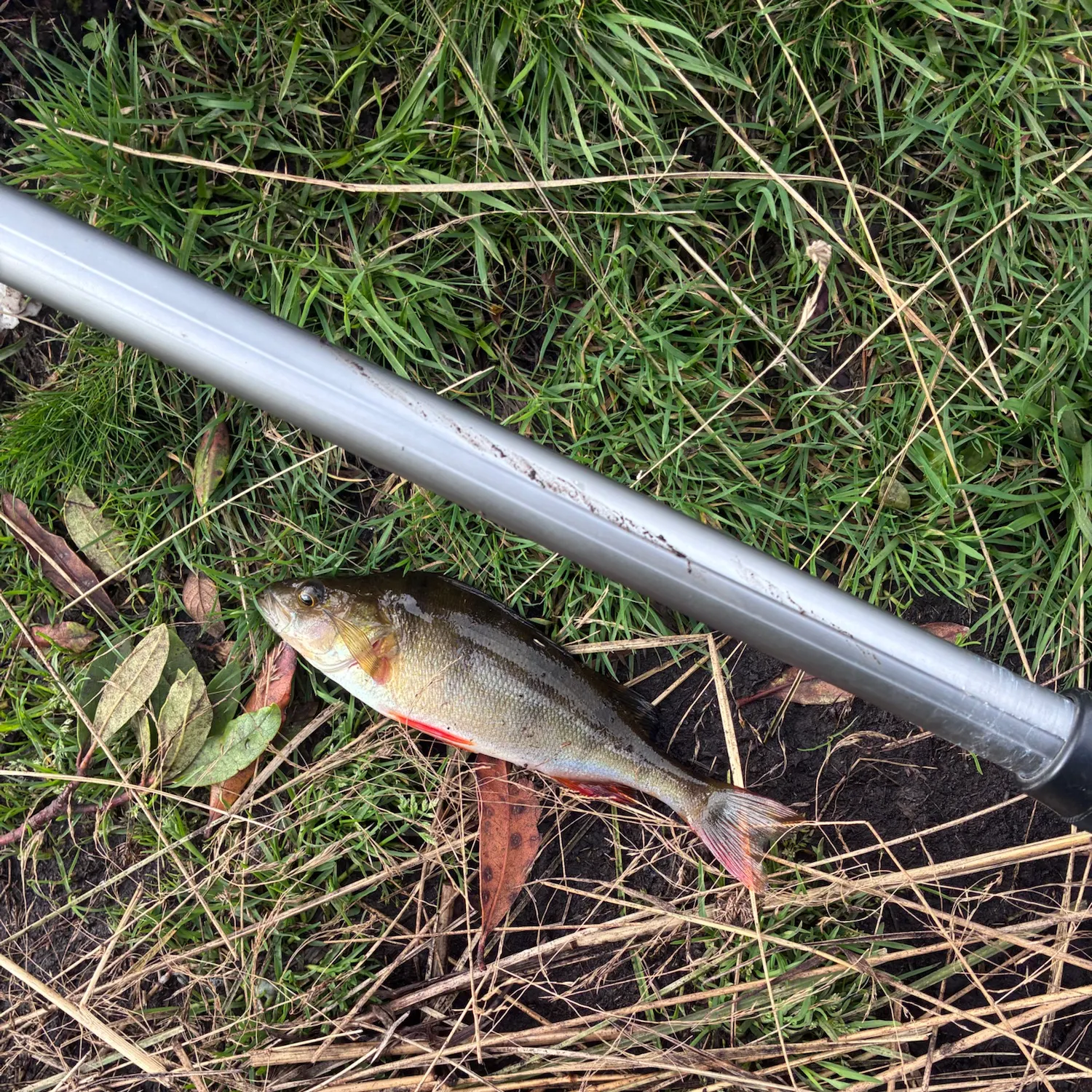 European perch caught on Fishbrain