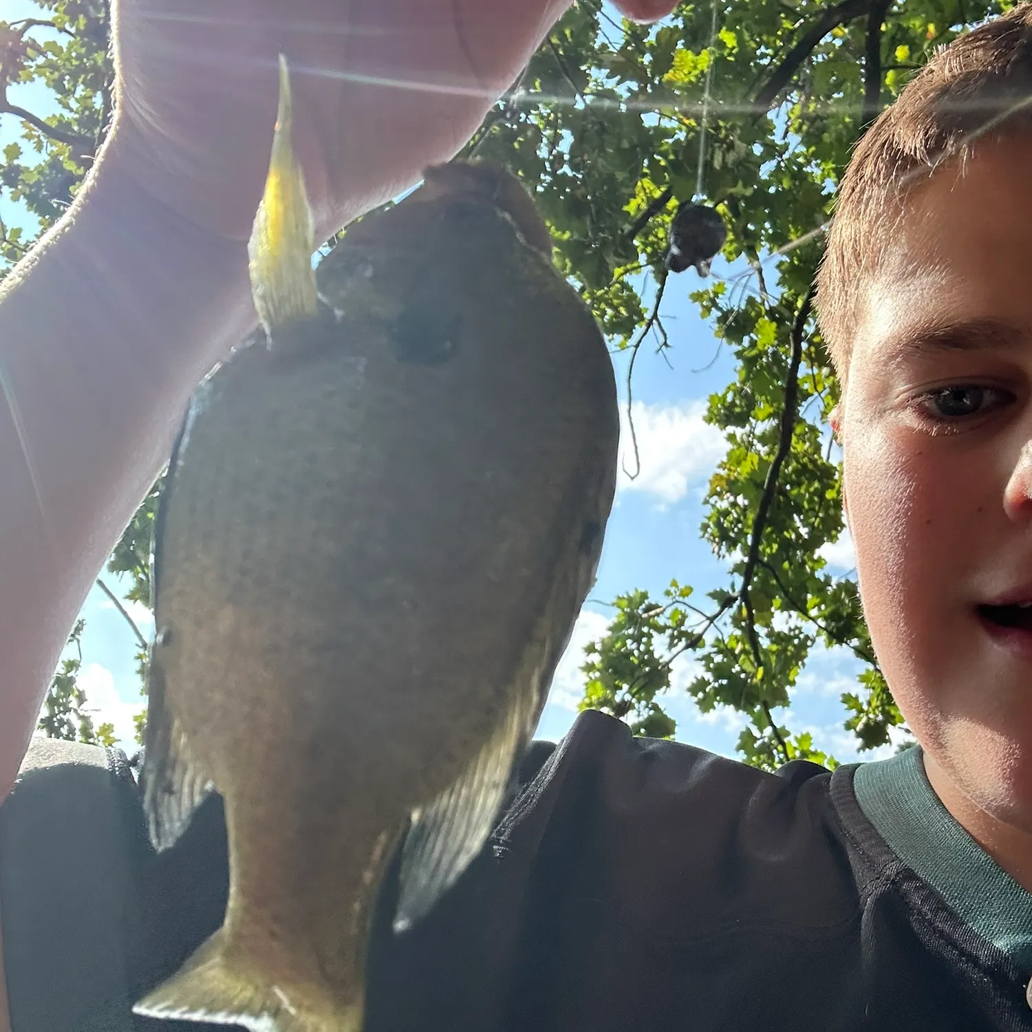 Bluegill caught on Fishbrain