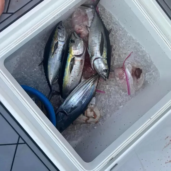 The most recent Blackfin tuna catches on Fishbrain