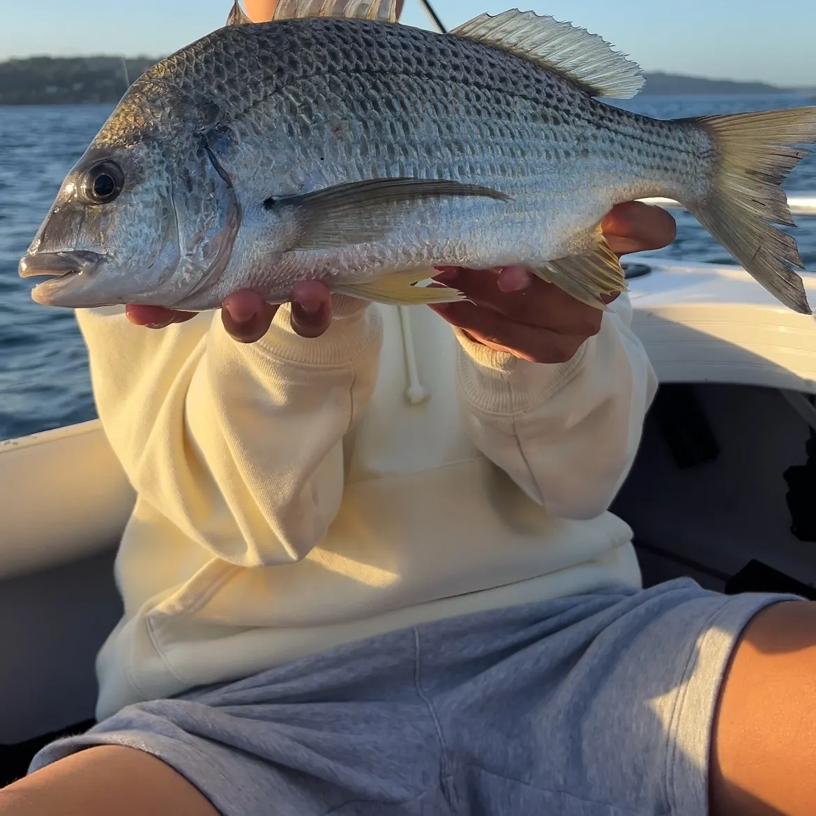 The most recent Surf bream catches on Fishbrain