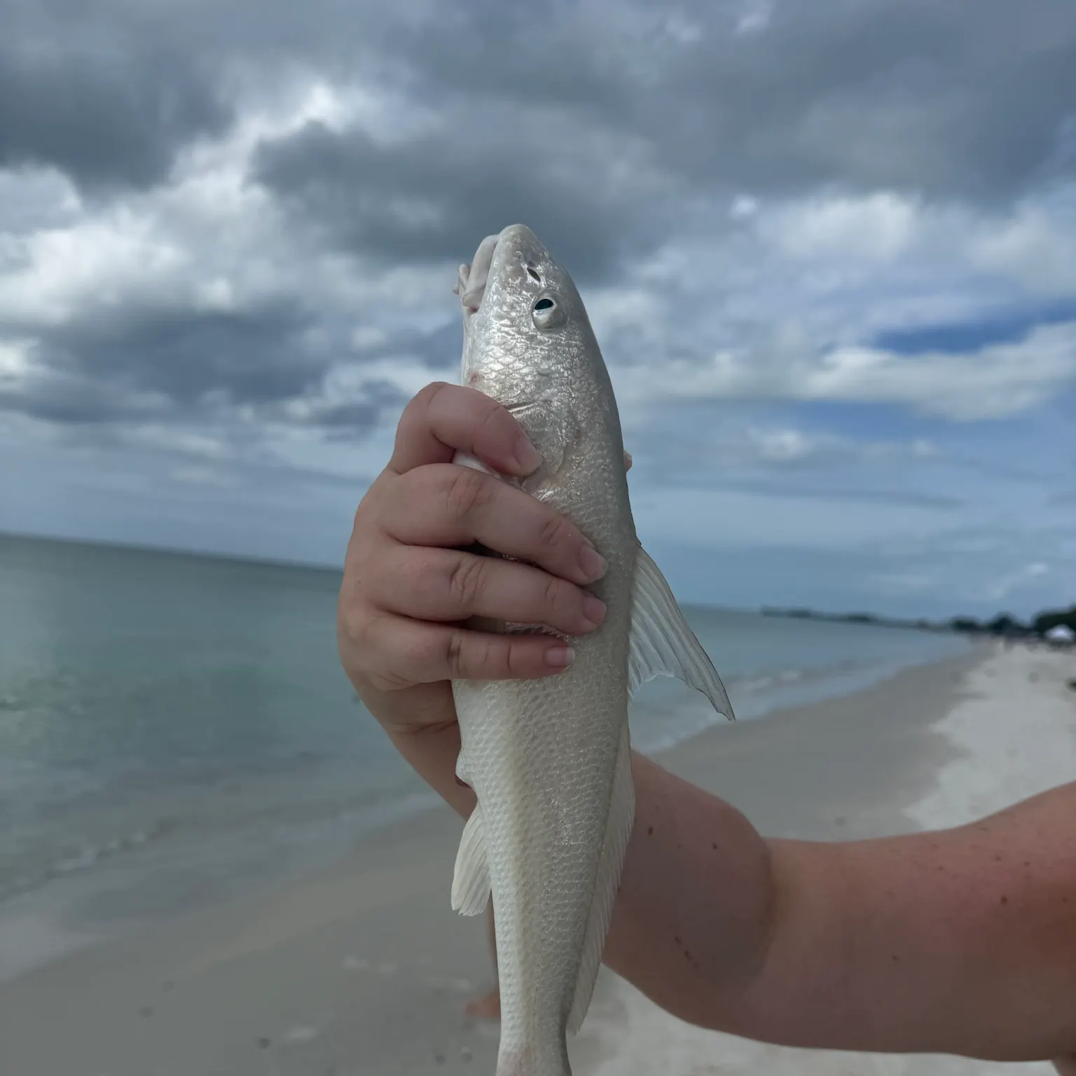 The most recent Gulf kingcroaker catches on Fishbrain