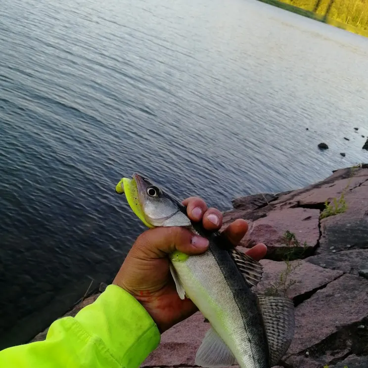 Zander caught on Fishbrain