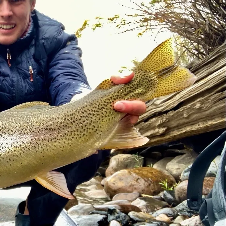 Cutbow caught on Fishbrain