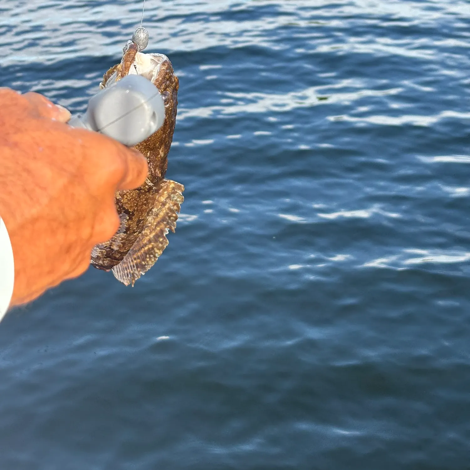 Gulf toadfish caught on Fishbrain