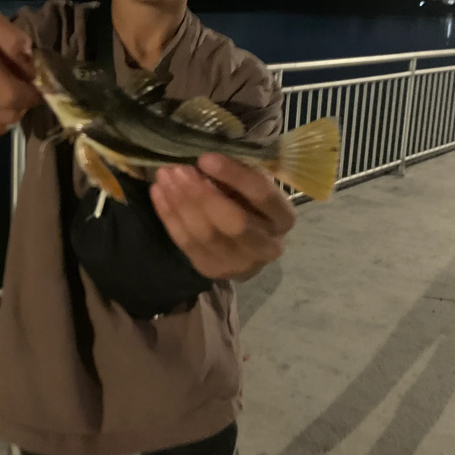 The most recent Striped searobin catches on Fishbrain