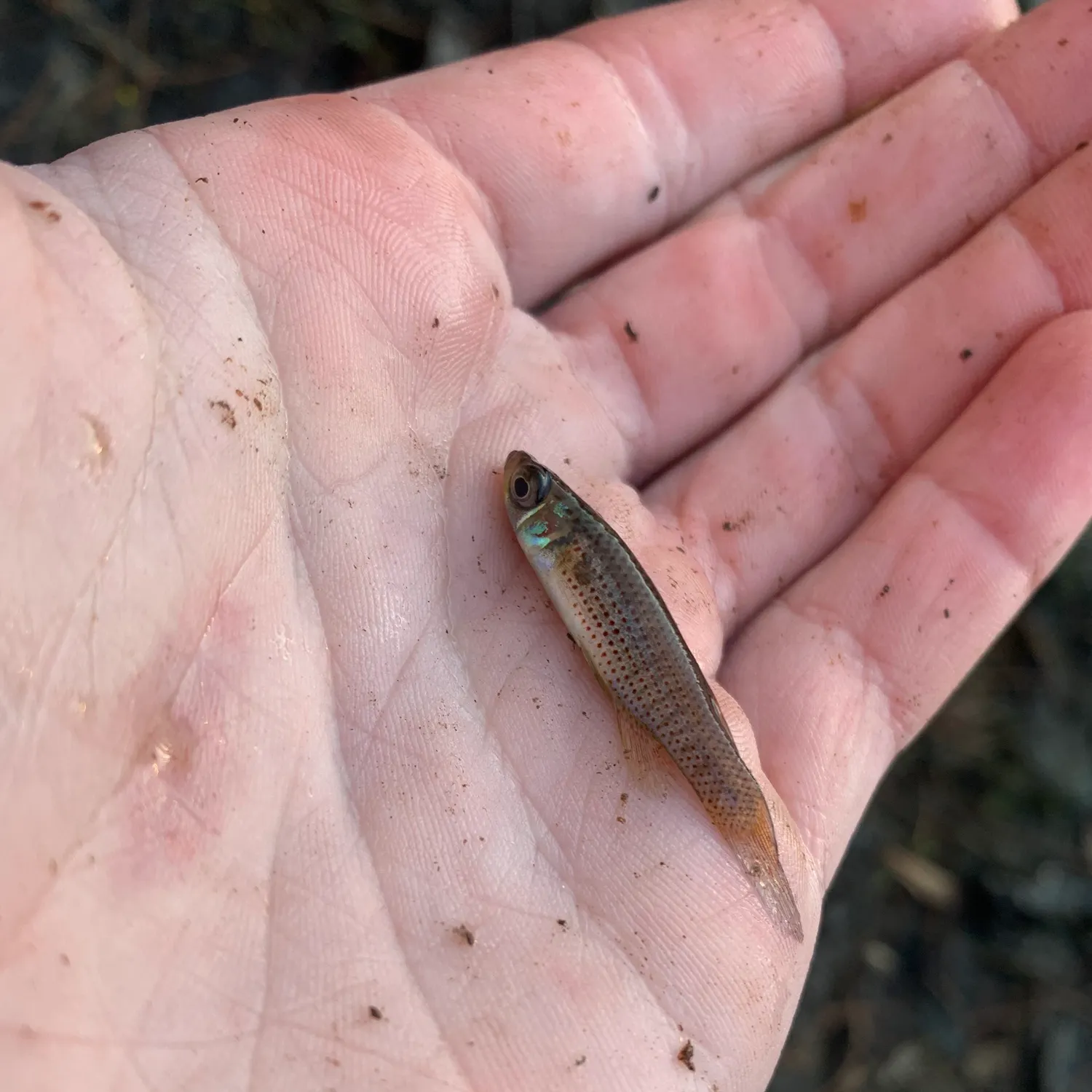 The most recent Russetfin topminnow catches on Fishbrain