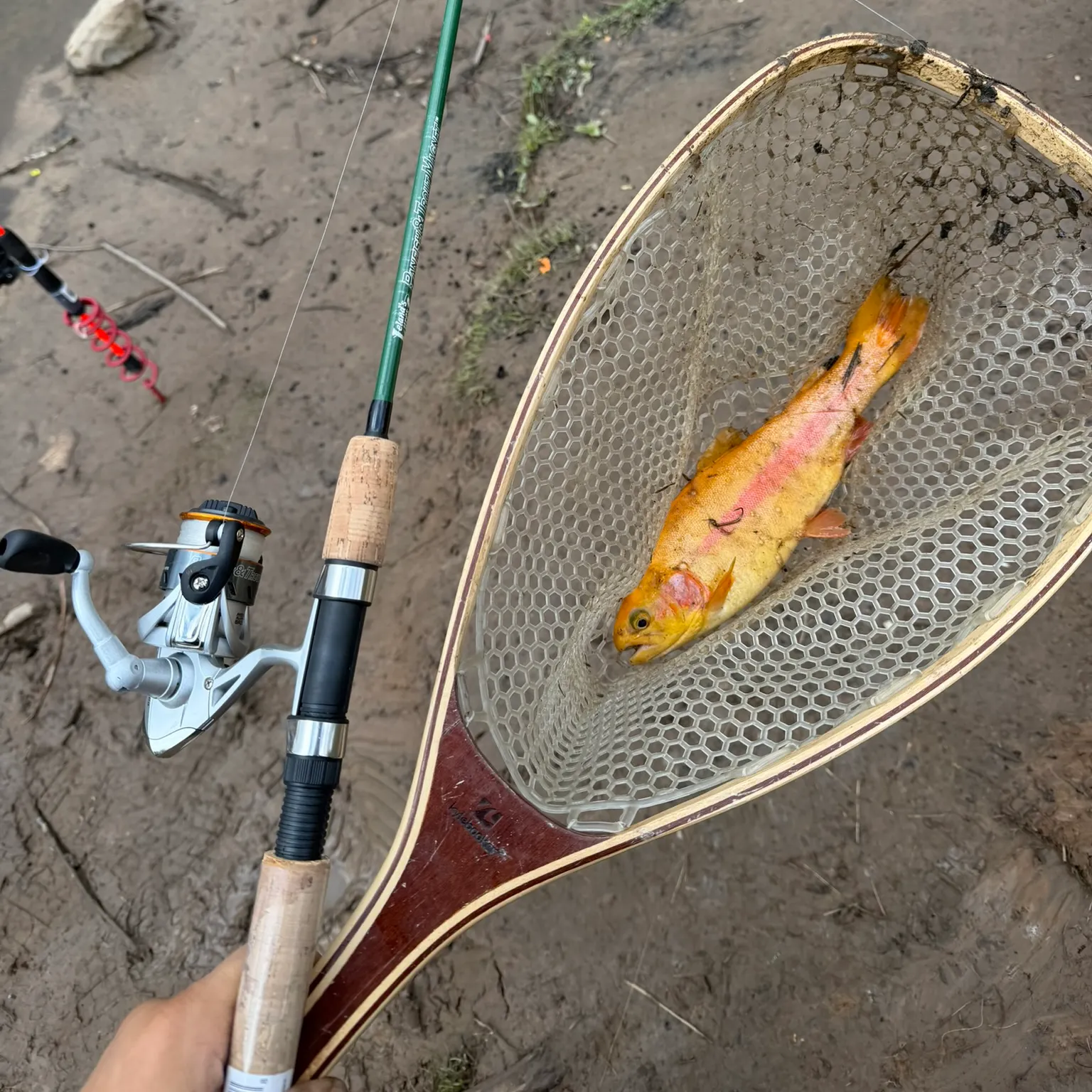 The most recent Golden rainbow trout catches on Fishbrain