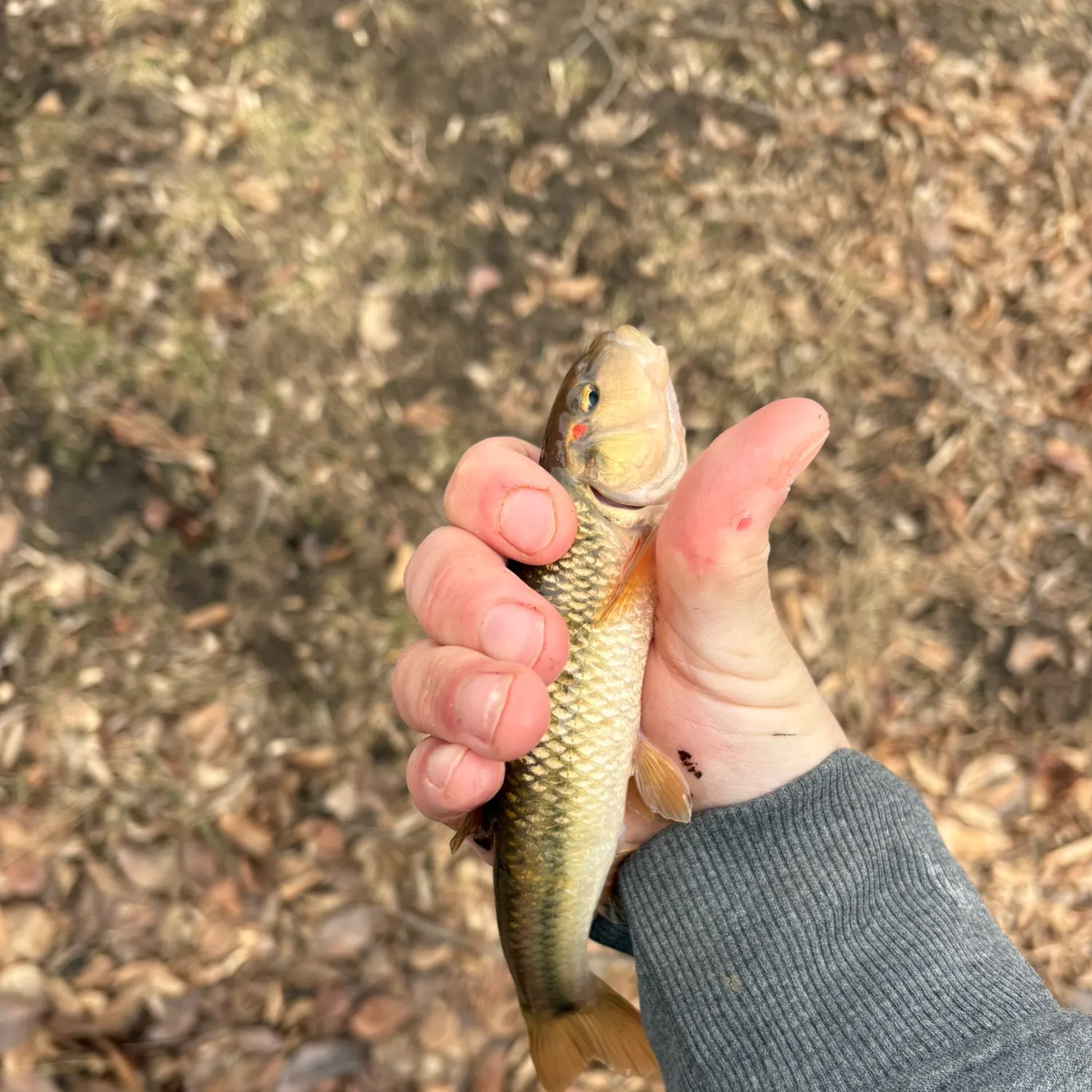 The most recent Hornyhead chub catches on Fishbrain
