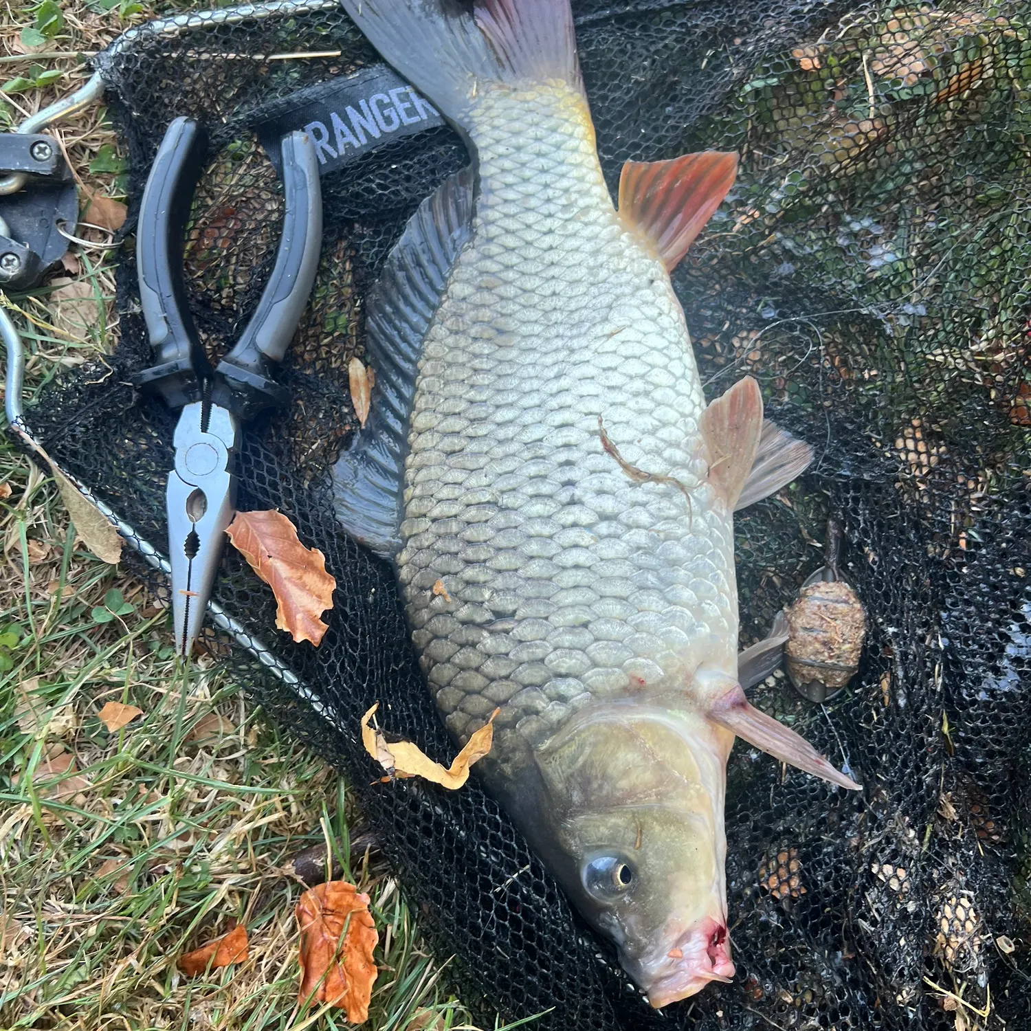 Common carp caught on Fishbrain