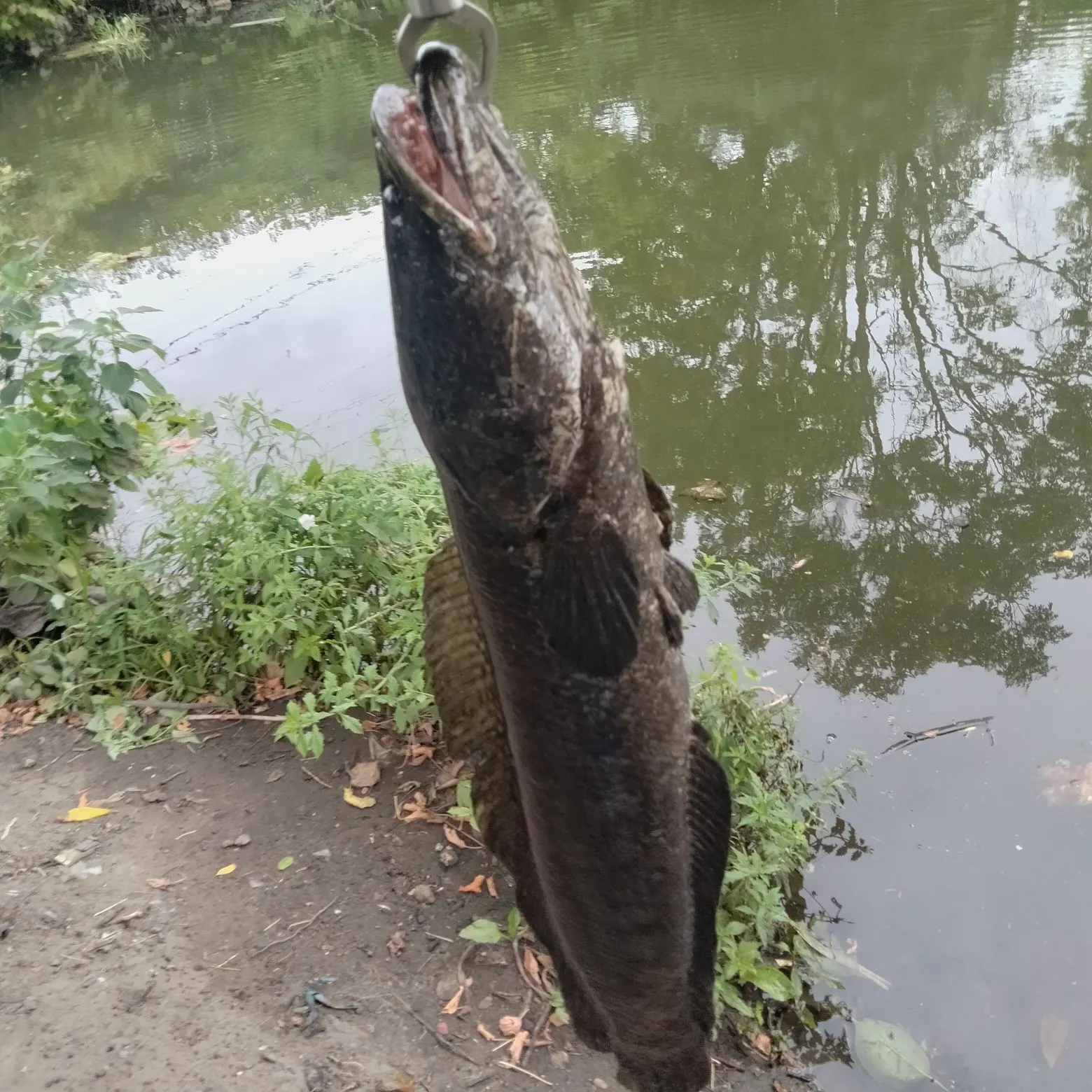 catch